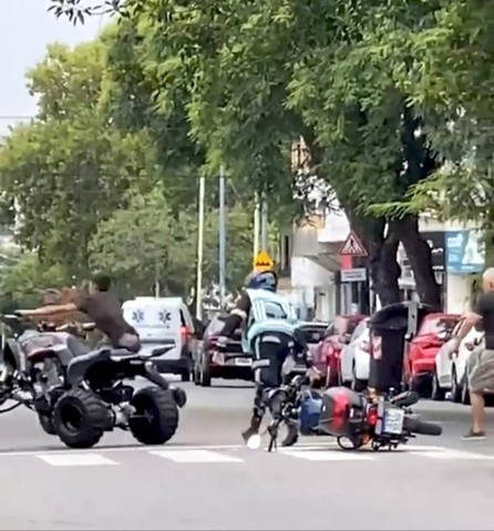 Apareció en cuatriciclo y se llevó puesto a dos agentes