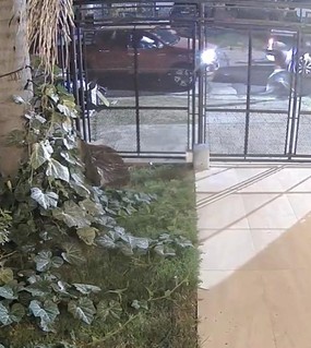 "Abrí por que te mato”: la asaltaron, quedó atrapada por el cinturón y chocó a los delincuentes