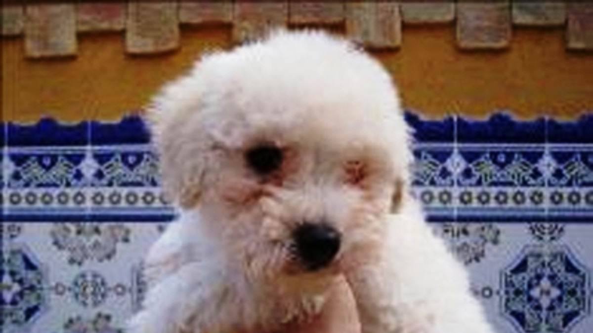 Provocaron un tiroteo por robarse un caniche toy