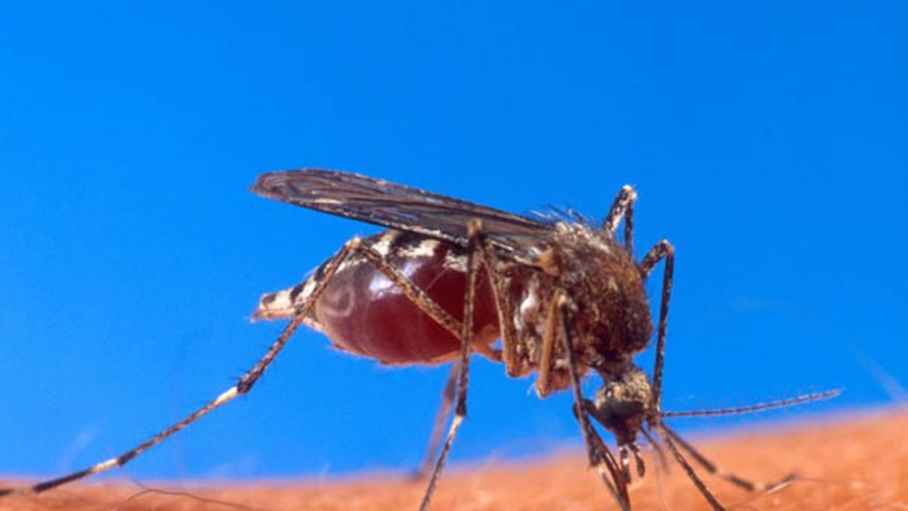 Dengue: precauciones al momento de viajar