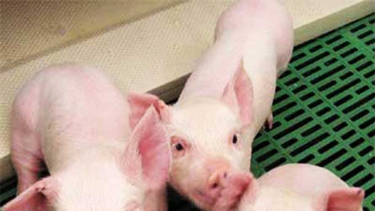 La historia de cómo llegó la Gripe al Club Hípico La historia de cómo llegó la Gripe al Club Hípico