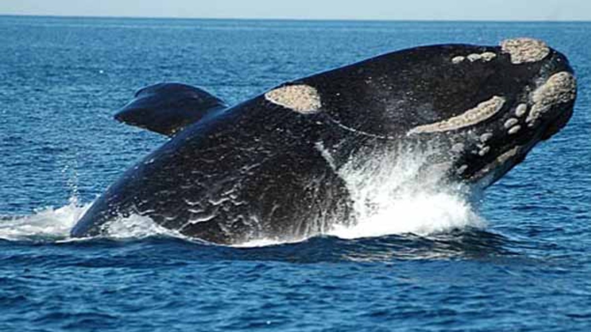 La llegada de las ballenas, un boom en Internet La llegada de las ballenas, un boom en Internet