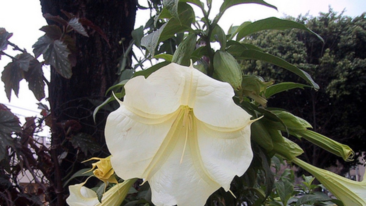 El floripondio, la flor que le da una paliza al cerebro