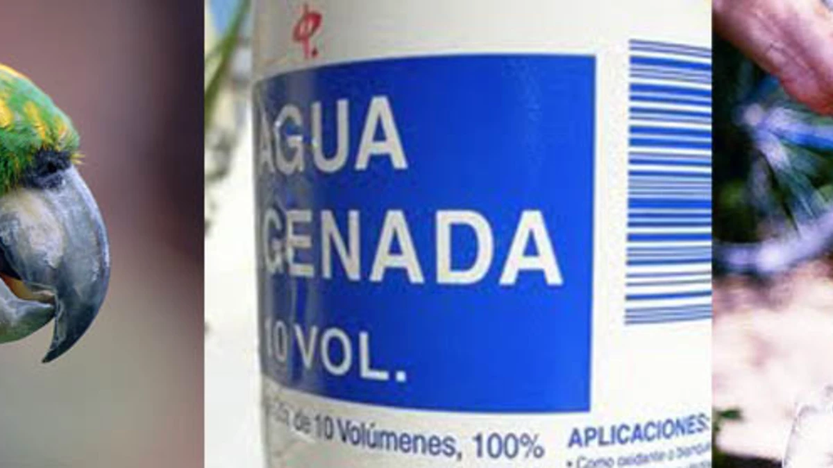 Destiñen loros para venderlos más caros