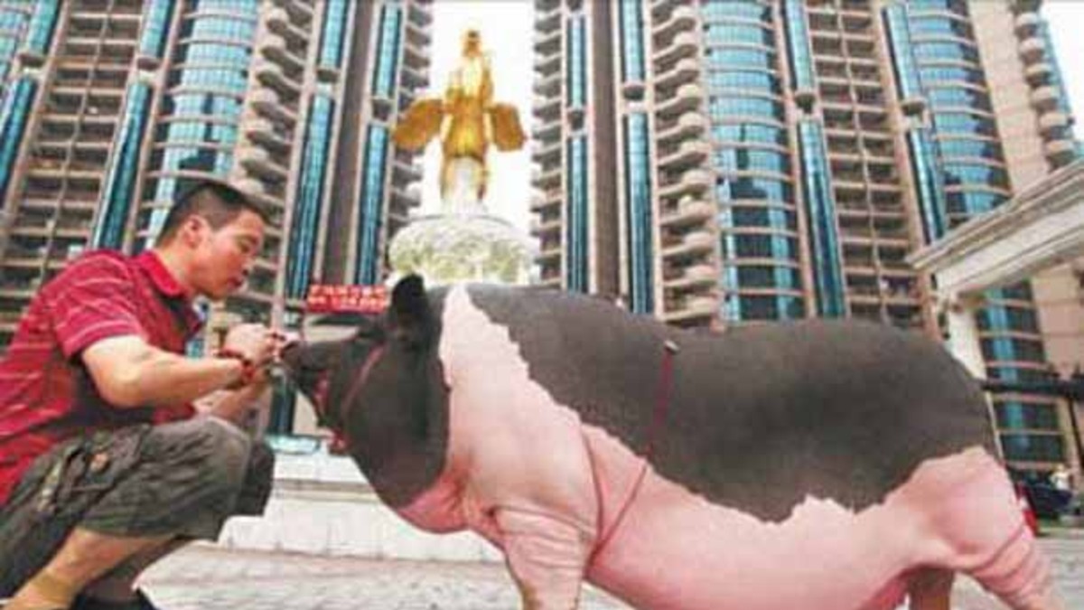 La increíble historia del cerdo más gordo del mundo