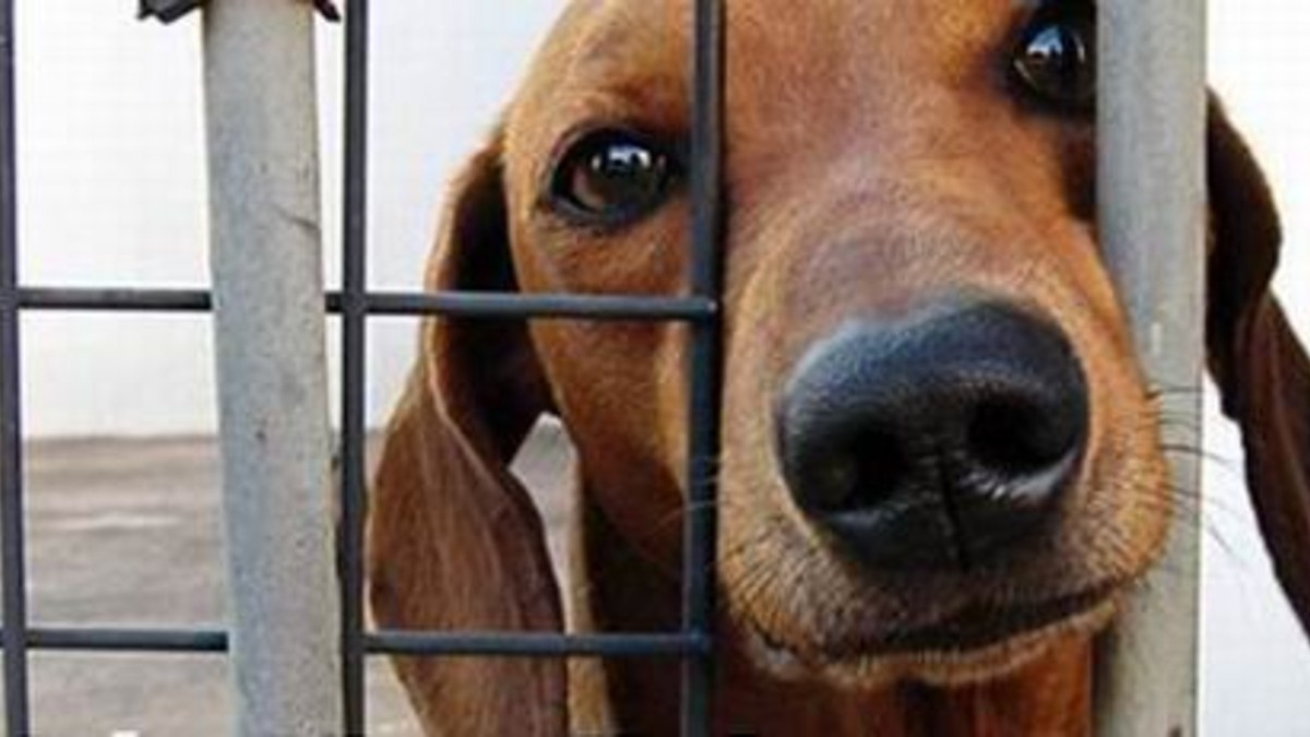 Macabro: explotaron con "cuetes" a un perro y emborracharon a otro