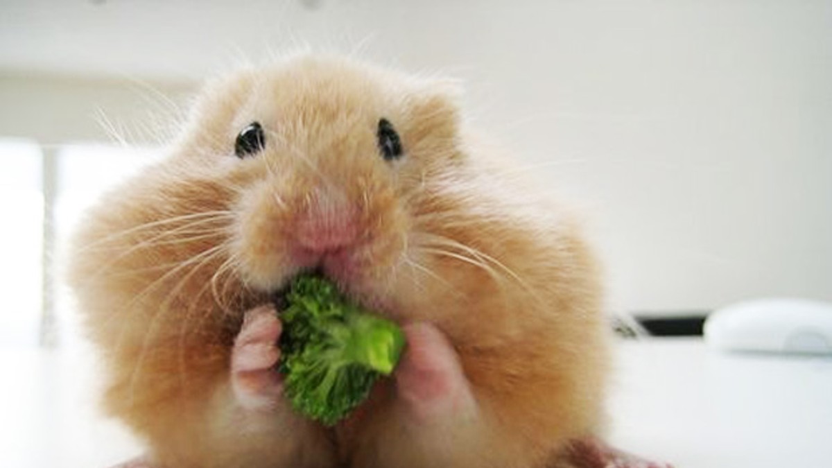 Emborrachan a hámster y lo meten al microondas