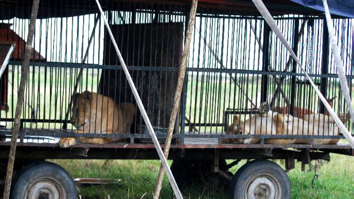 El circo Houdini encierra leones al costado de la ruta