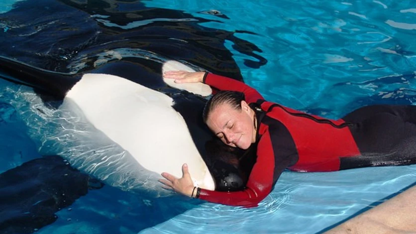 Una orca asesina mordió y mató a su entrenadora