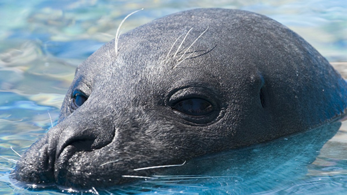 Otro susto en acuario: León marino atacó a su cuidador