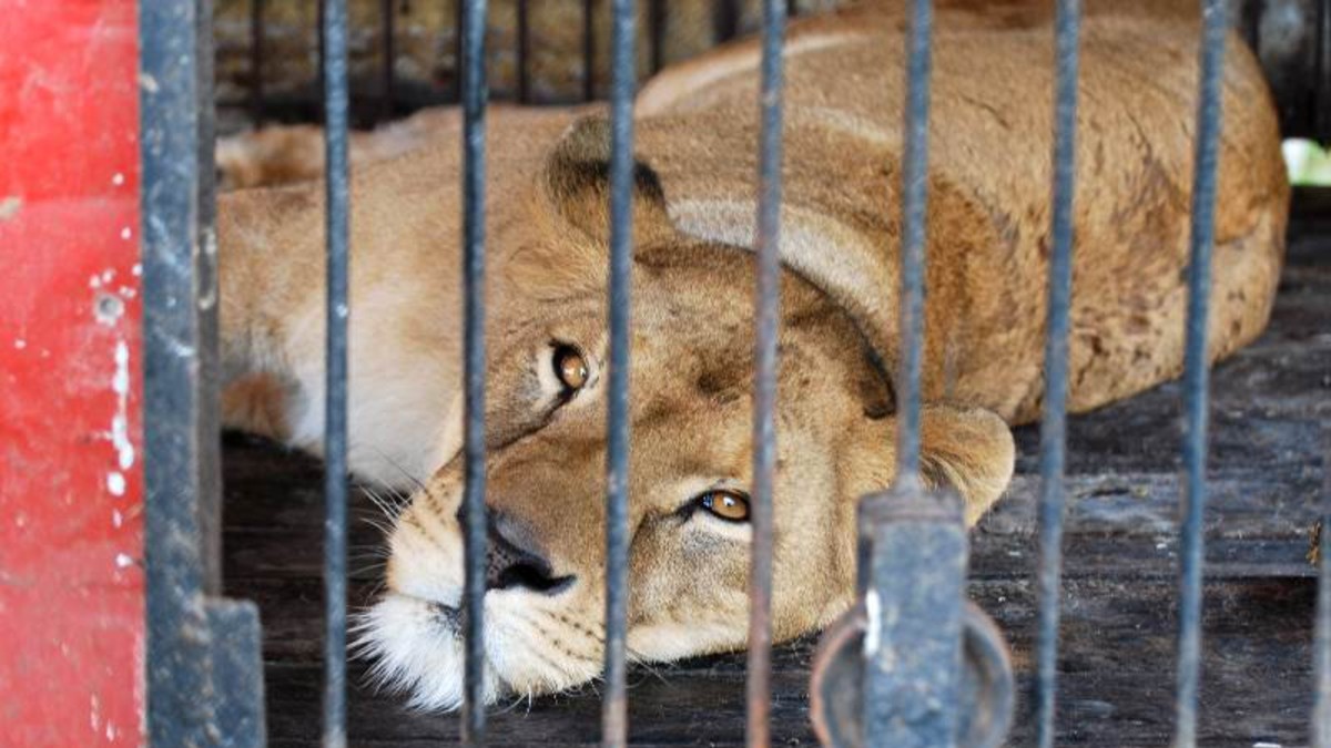 Prohibirían los animales salvajes en los circos