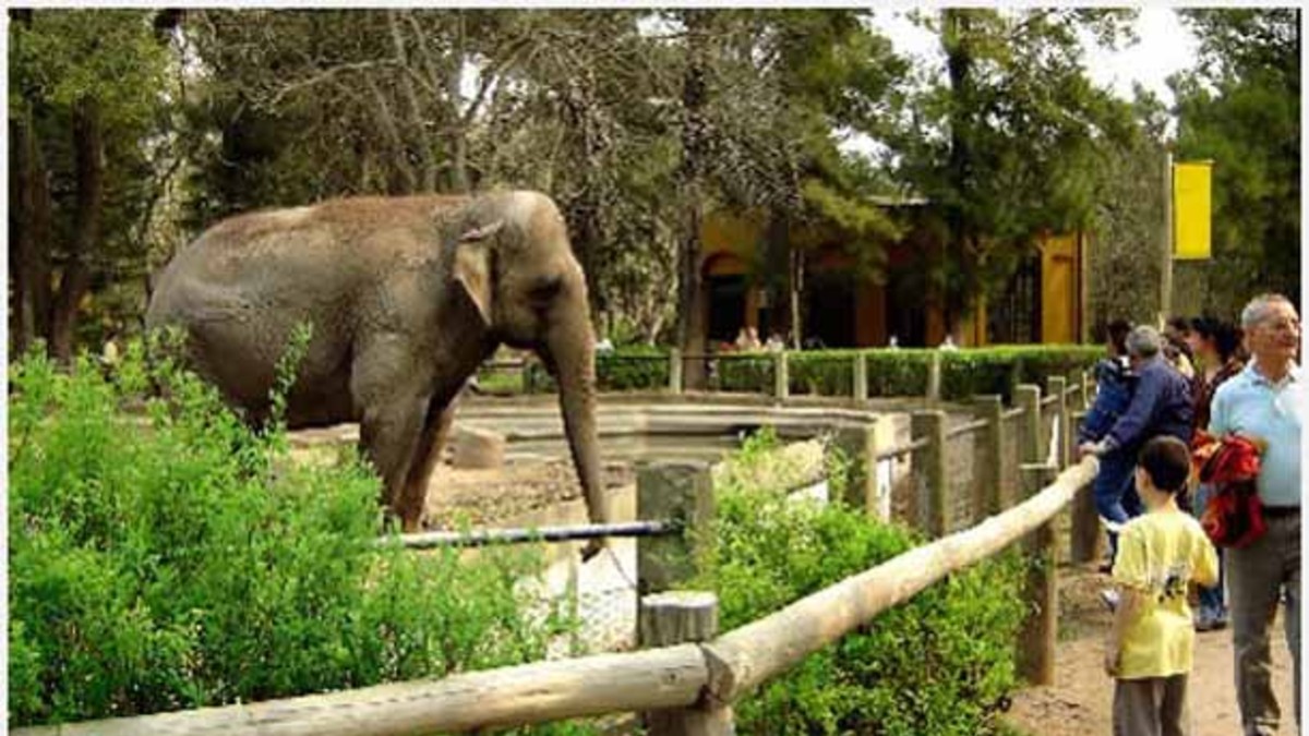 La muerte de la jirafa Ghali desnudó las miserias del zoológico de Bruera