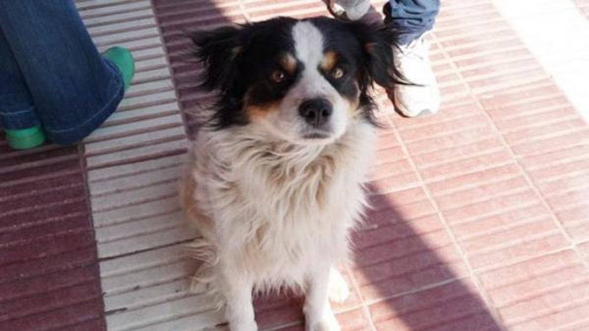 "Alicio" aún espera a su dueño, que falleció hace 8 meses