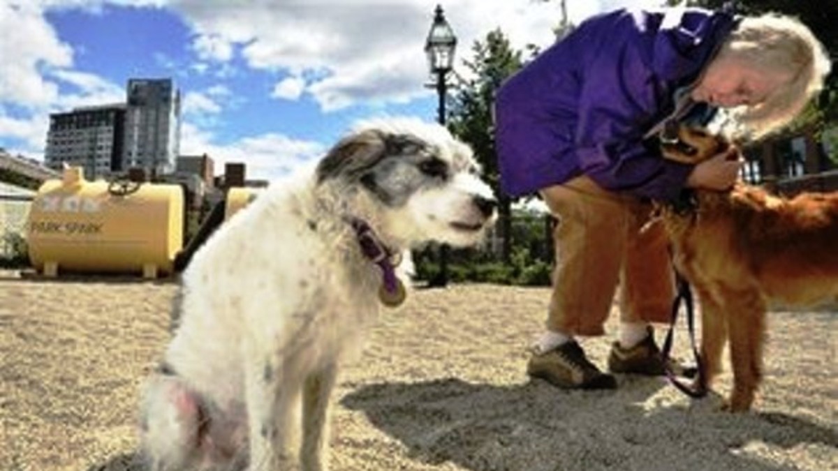 Generan luz con caca de perro