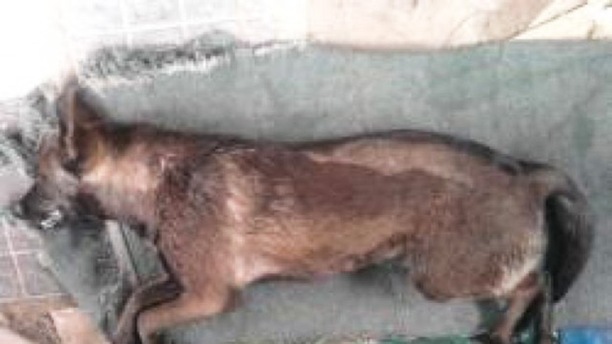 Banda que envenena perros no logró concretar ataque