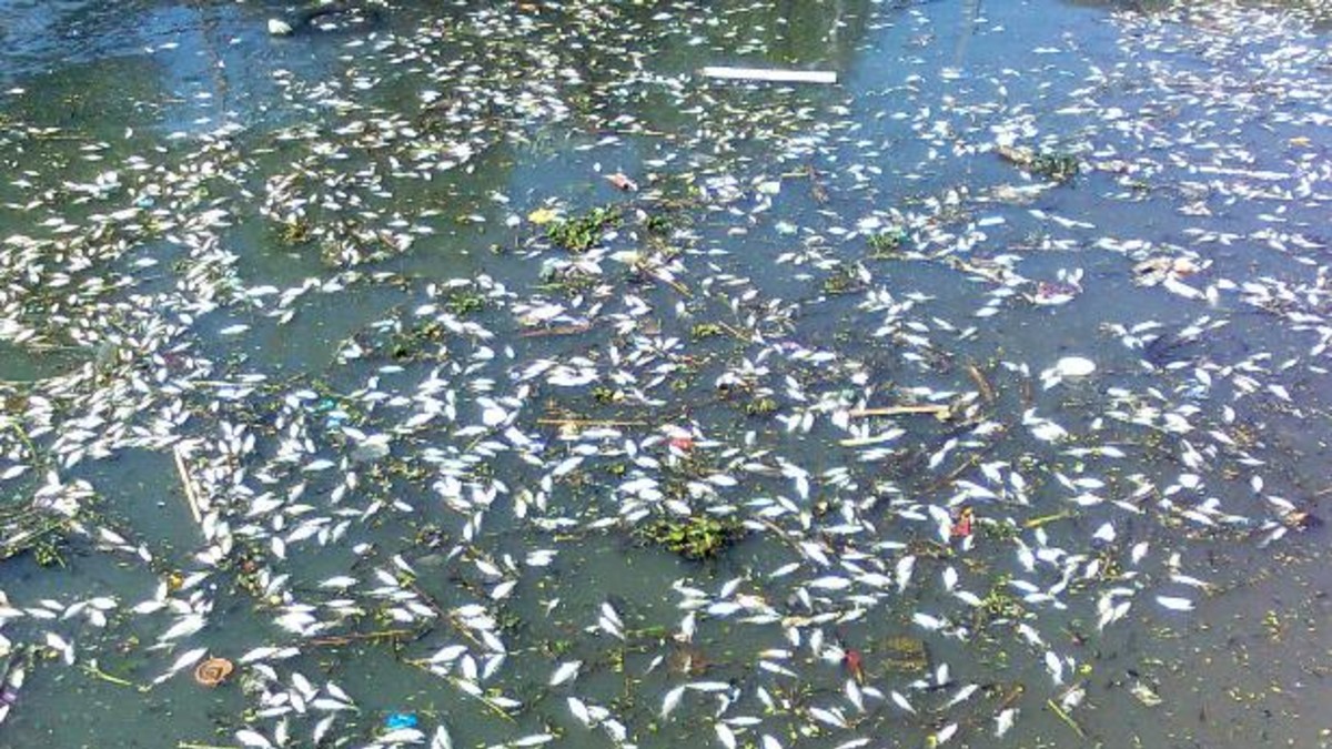 Hongo asesino amenaza con extinguir los peces en Tigre