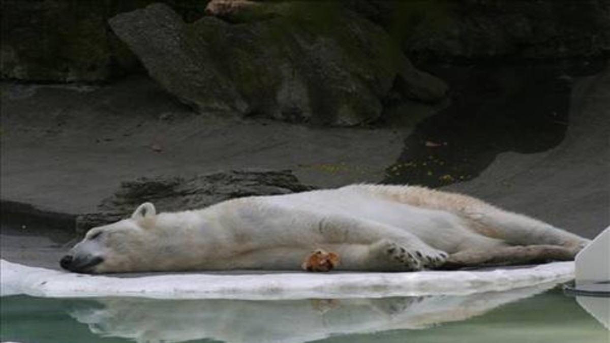 Francotirador baleó a un oso polar en un zoológico