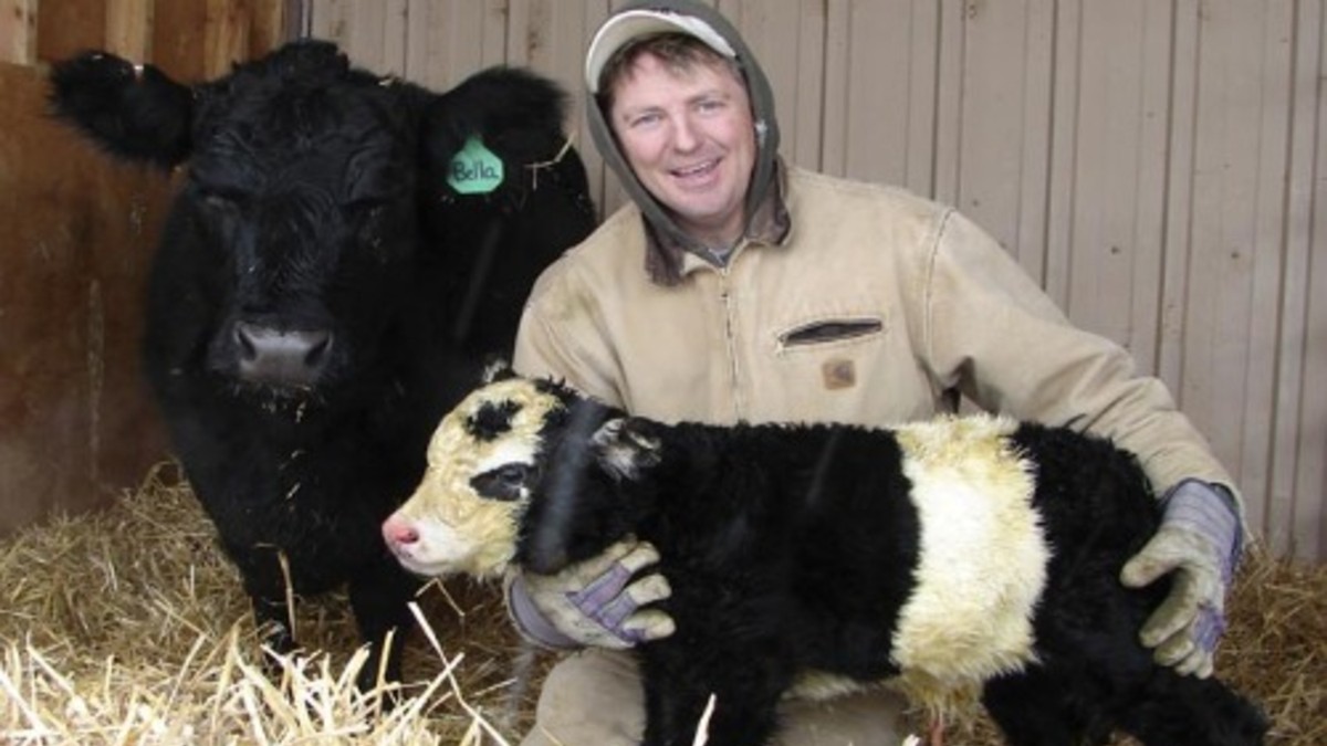 Un granjero creó una vaca-panda