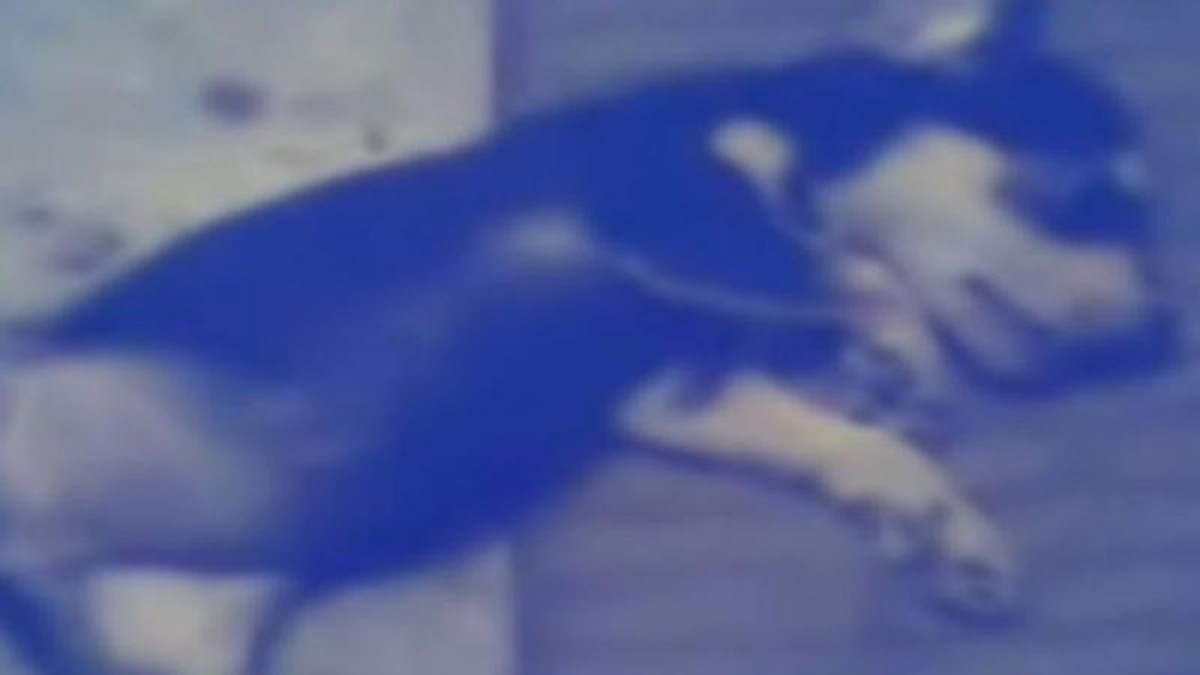 Torturó a un perro y promete más muertes