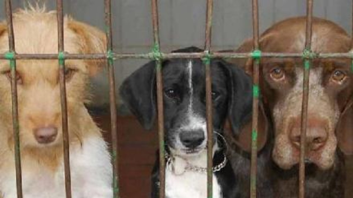 Acusan a perrera de hacer "recorridas de la muerte" Acusan a perrera de hacer "recorridas de la muerte"