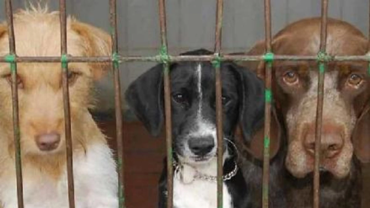 Acusan a perrera de hacer "recorridas de la muerte" Acusan a perrera de hacer "recorridas de la muerte"