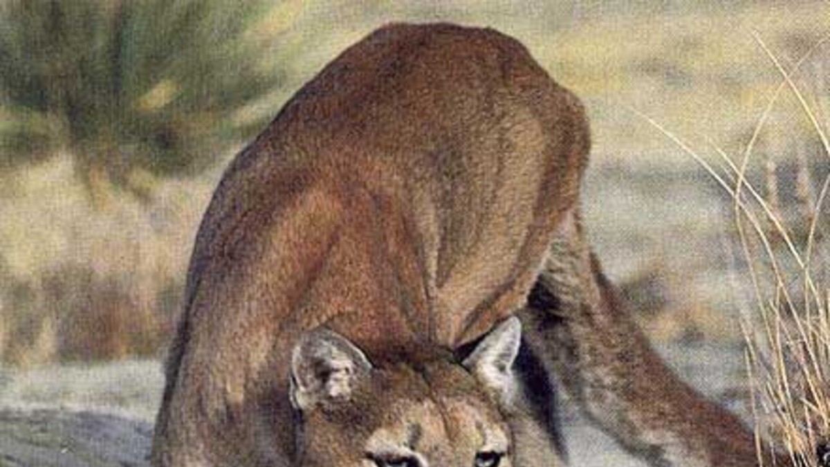 Encontraron un puma, lo comieron y se enfermaron
