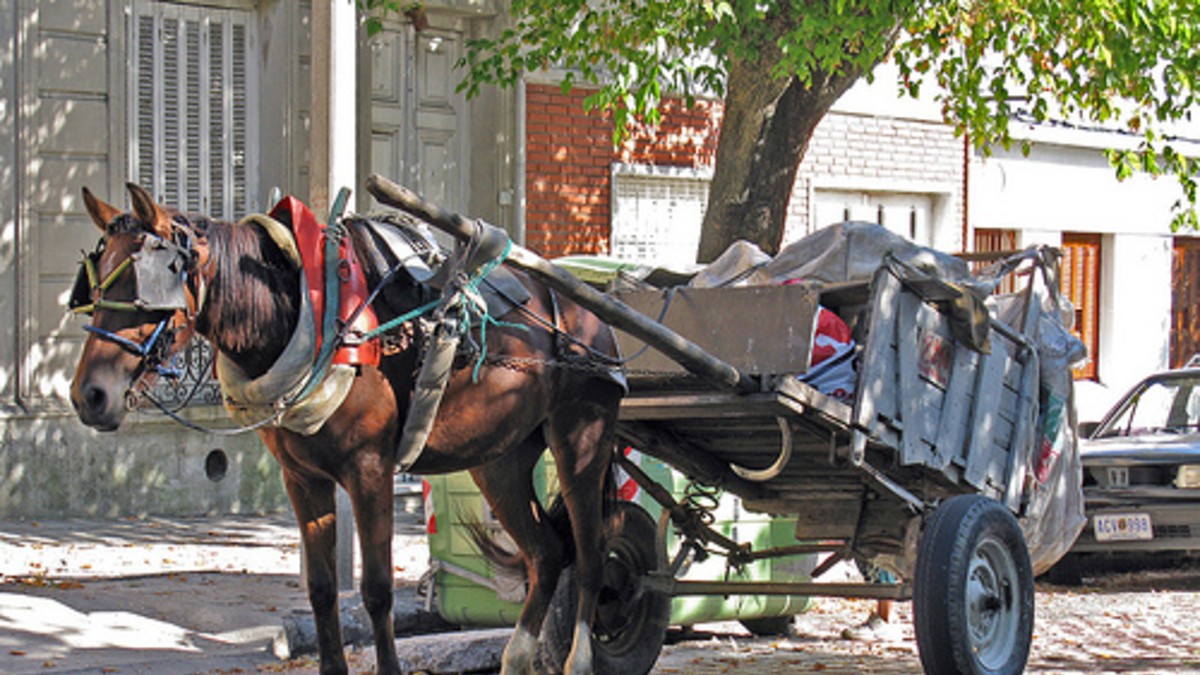 Le sacó a las piñas el caballo a pibes cartoneros