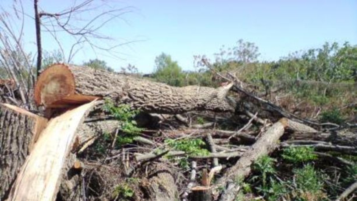 El "triste" plan de Posse para talar el Bosque Alegre