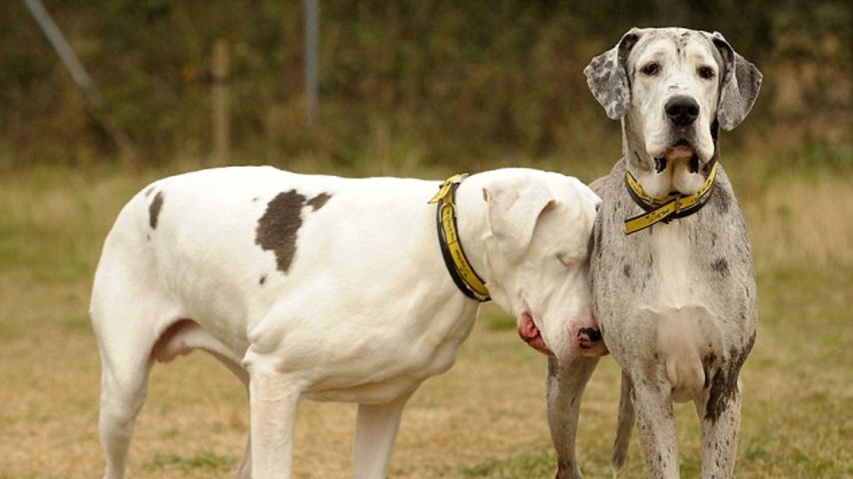 Conocé las zonas donde roban más perros Conocé las zonas donde roban más perros