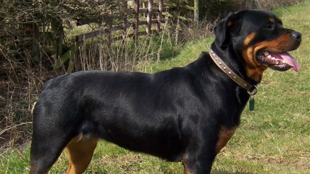 Rottweiler defendió a su amo y mordió al ladrón