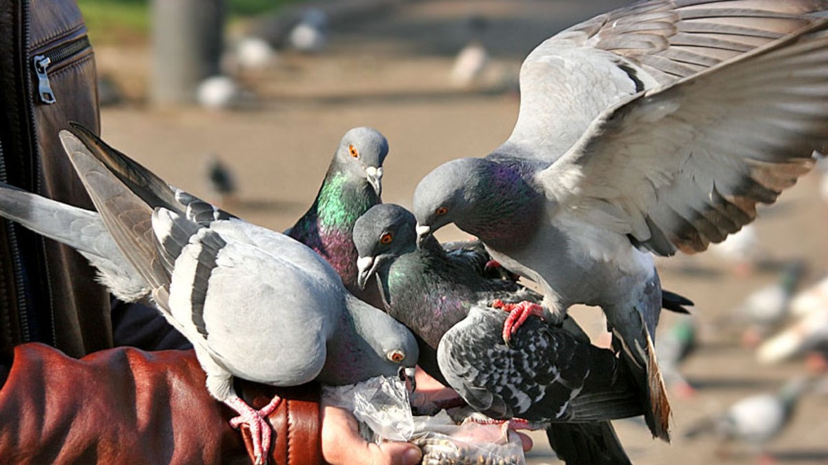 Quieren alimentar a chicos carenciados con palomas