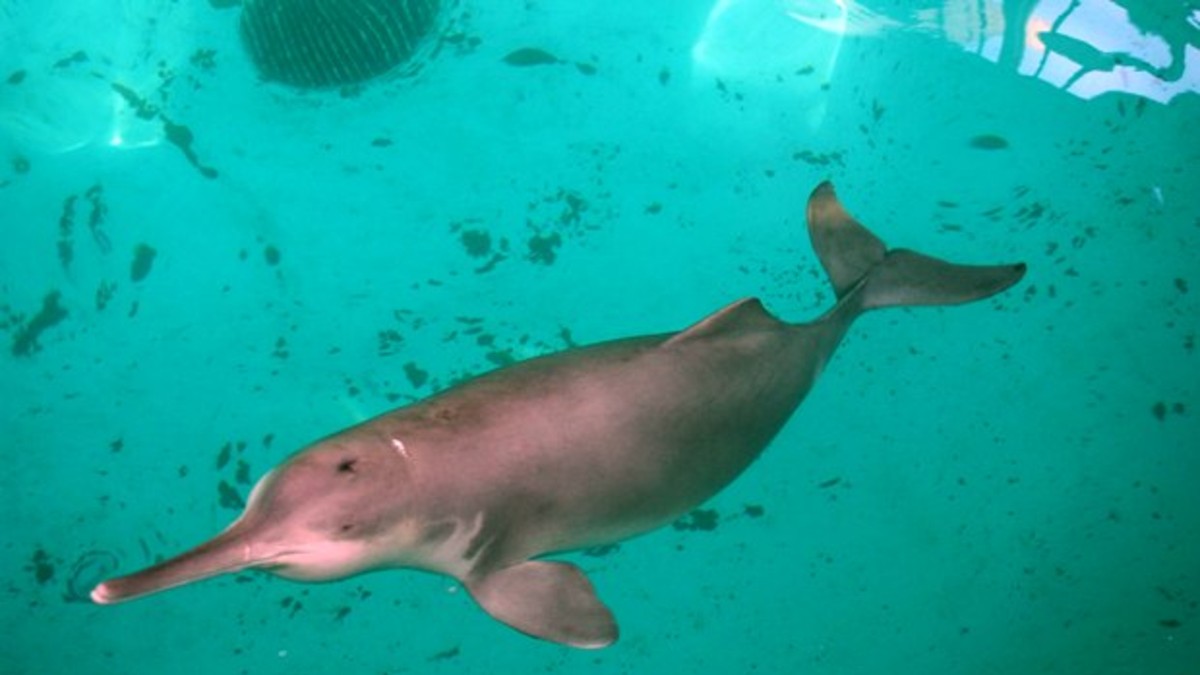 Los delfines del Río de la Plata se alimentan de basura