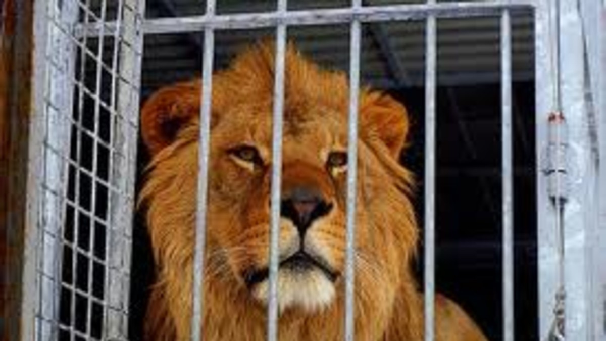 Circo alimenta a tigres y leones con perros y gatos