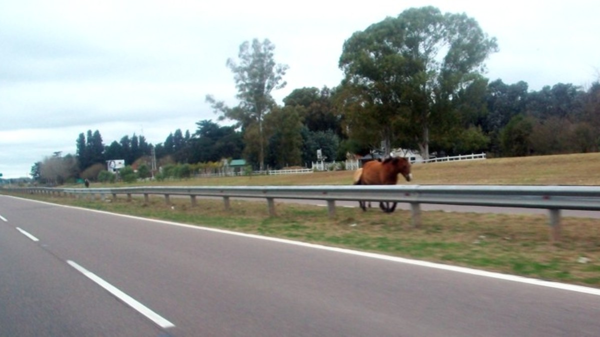 No pagan peaje: caballos sueltos causaron pánico en la Buenos Aires-La Plata