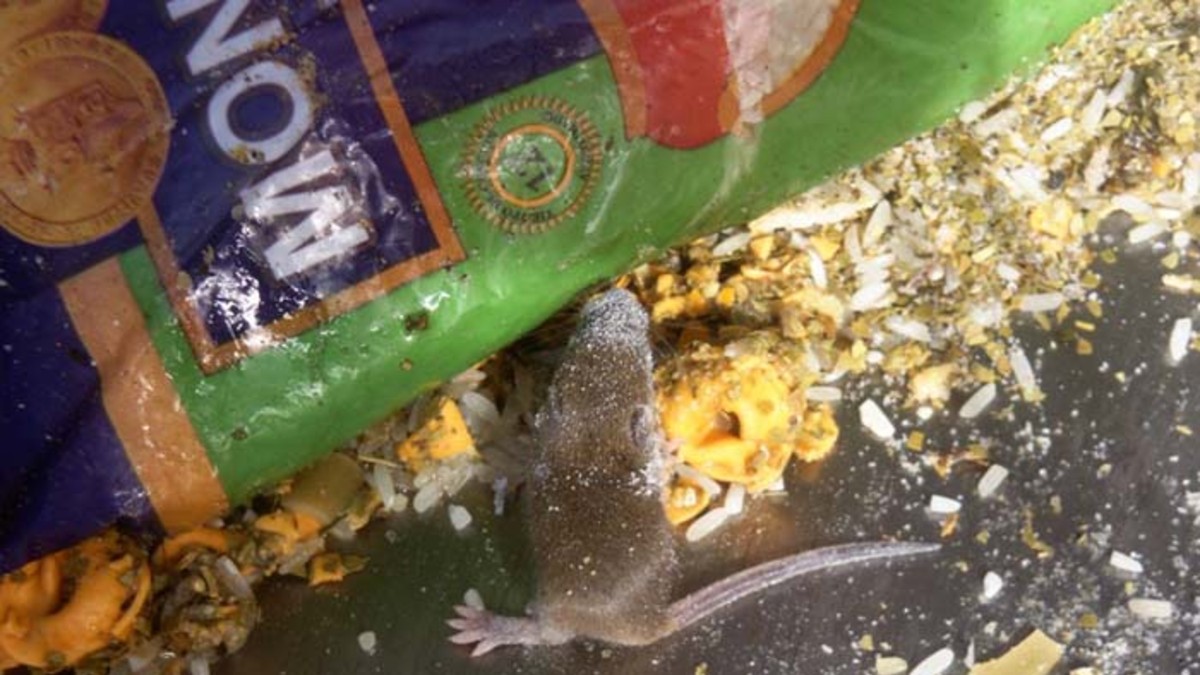 Cerraron el mercado chino donde había caca de ratas entre la comida