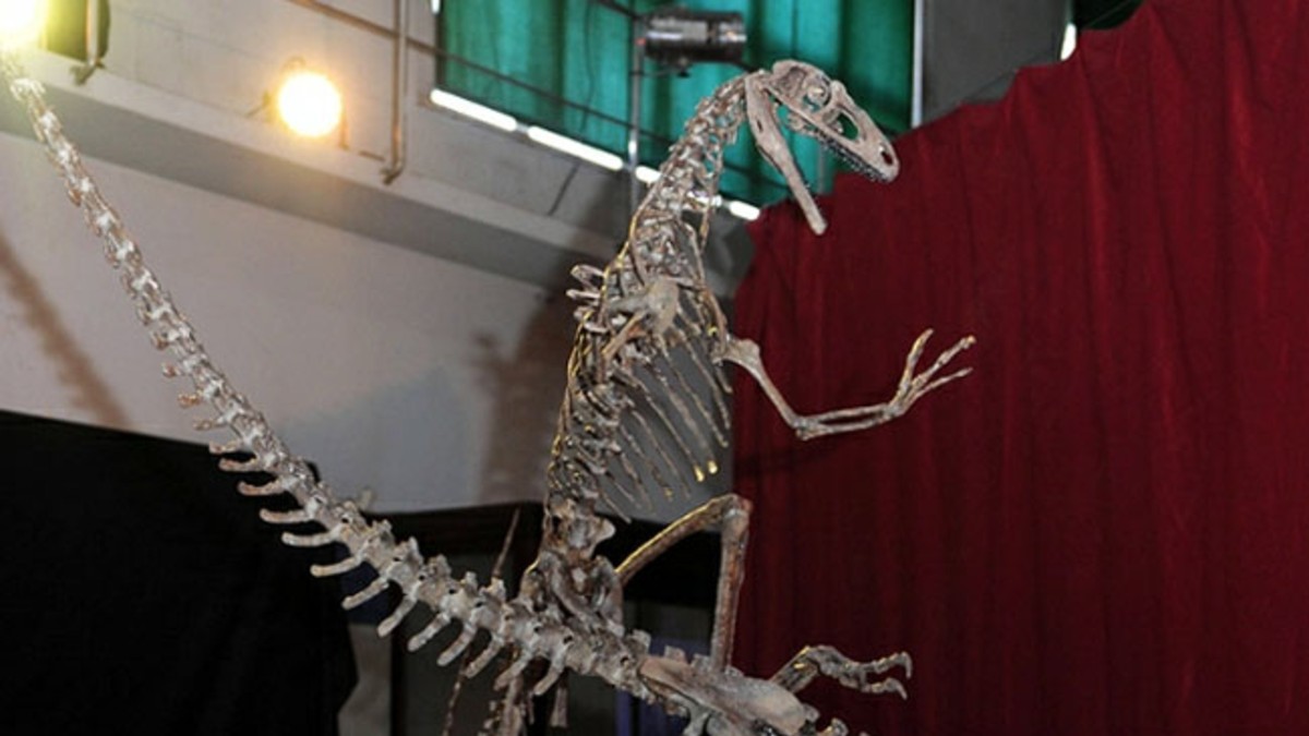 Esta es "Bicentenaria", la dinosaurio que fue pájaro