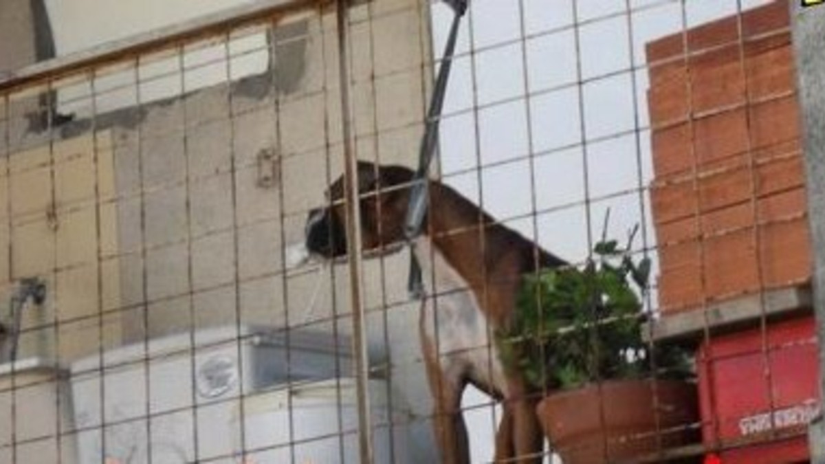 Pidió perdón por atar así al perro
