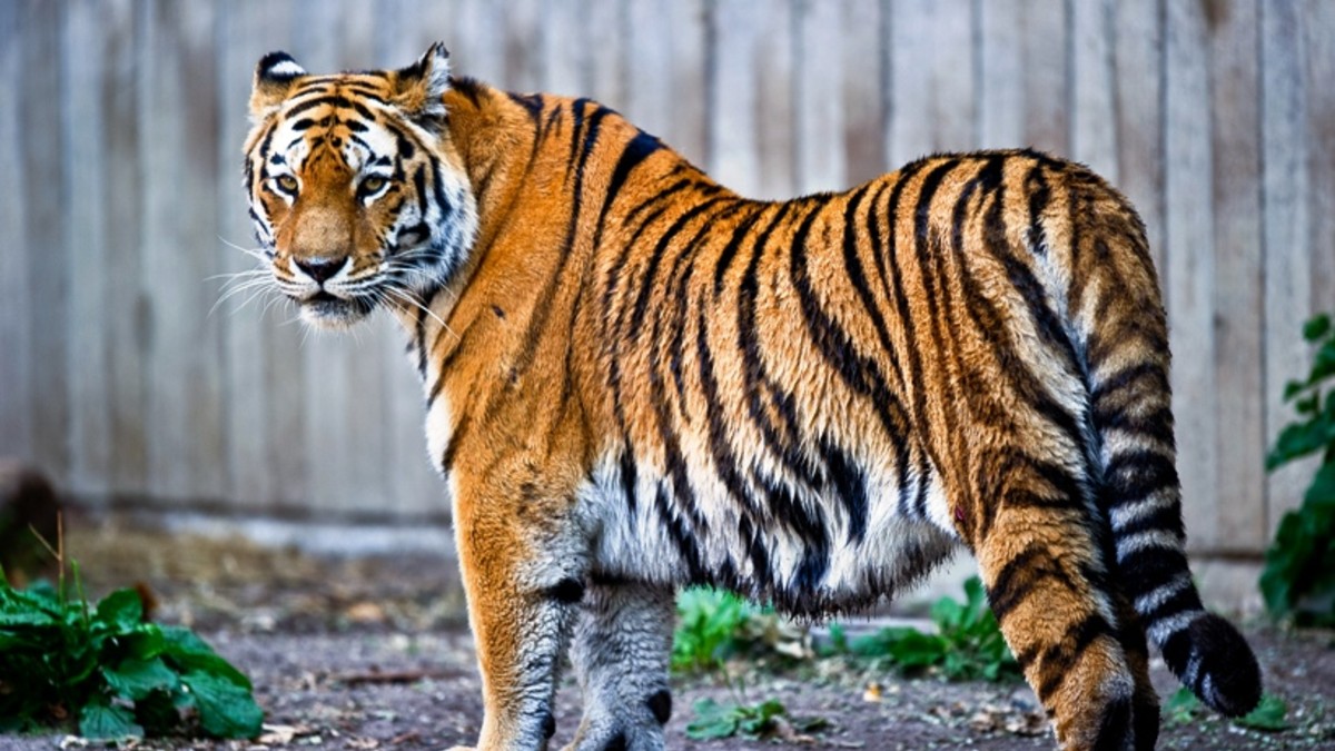 Se metió al zoo de noche y se lo comió un tigre