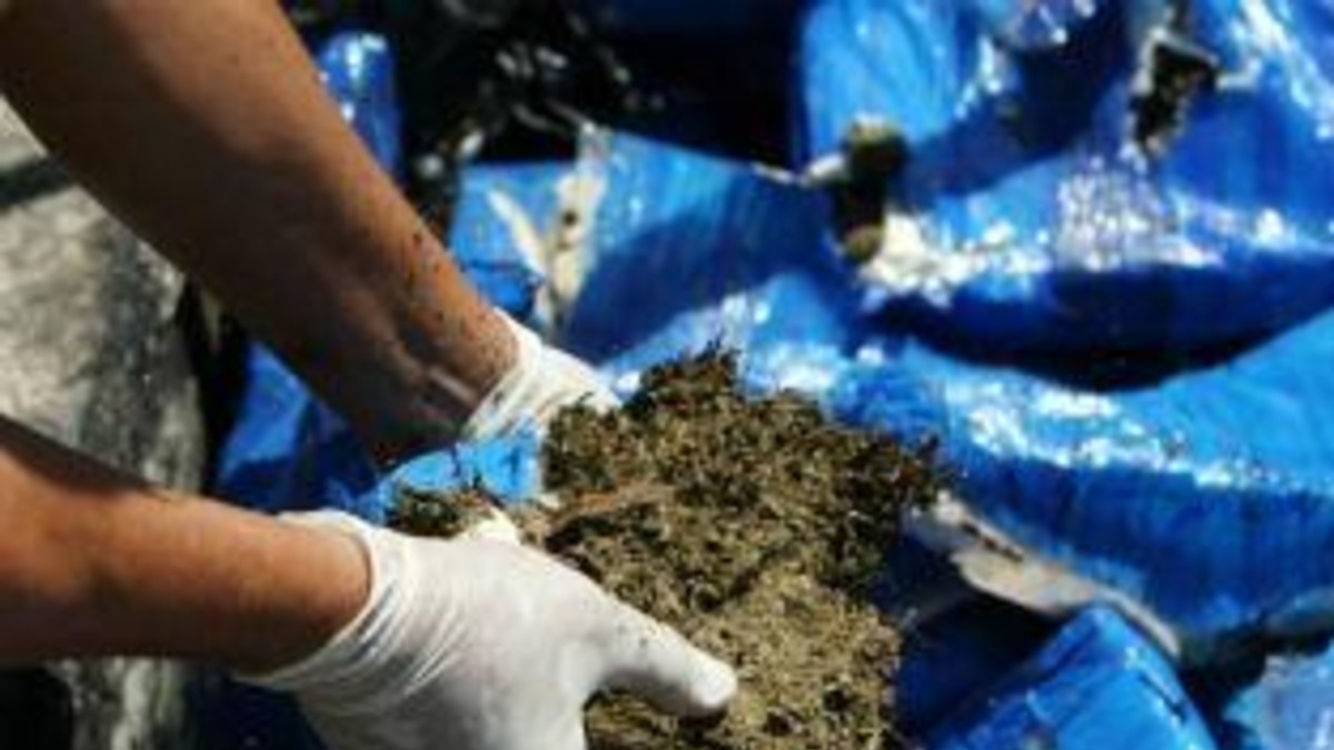Hallan dos toneladas de marihuana en tumbas