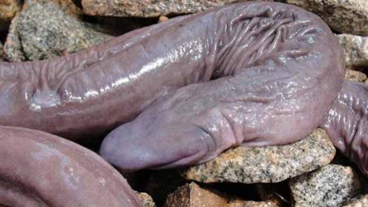 ¿Monstruo o mutante? Apareció un súper gusano