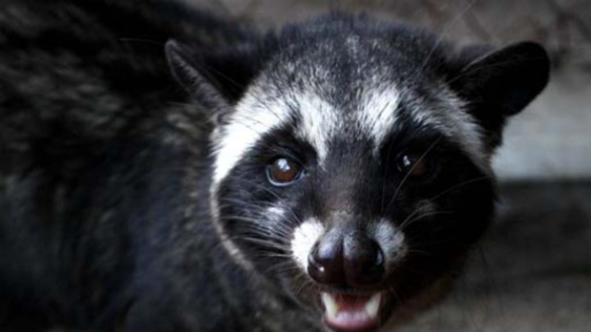 El mejor café se hace del excremento de este animal