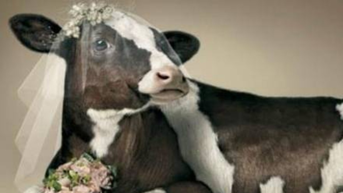 Tuvo sexo con la vaca y lo obligaron a casarse