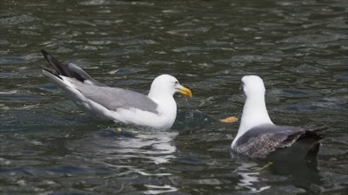 El video del día: pájaro pesca como humano