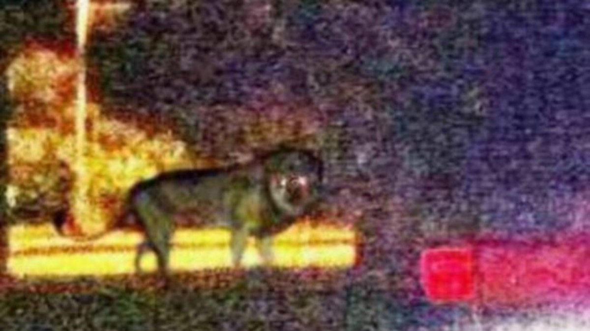 La foto del león suelto que aterroriza a un barrio