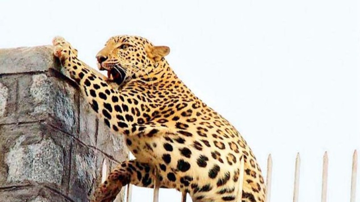 Leopardo quiso entrar a una fábrica y quedó empalado