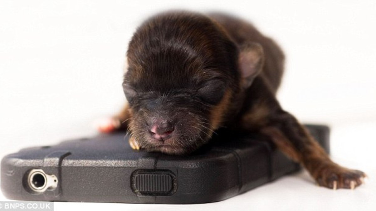 Mini, la perra que entra en un iPhone
