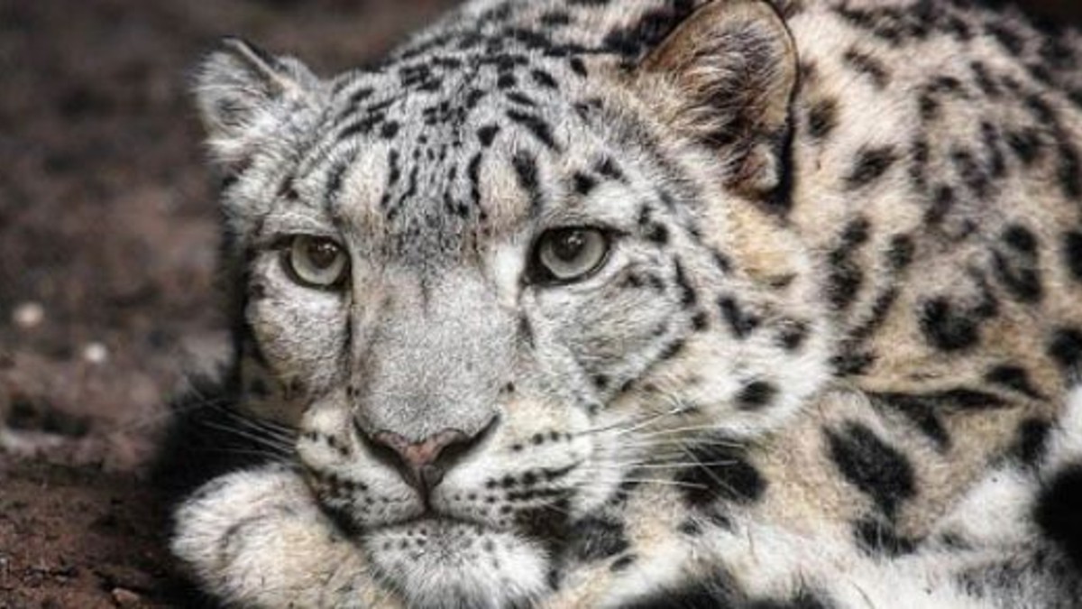 Fotografían animales en peligro de extinción para recordarlos en el futuro