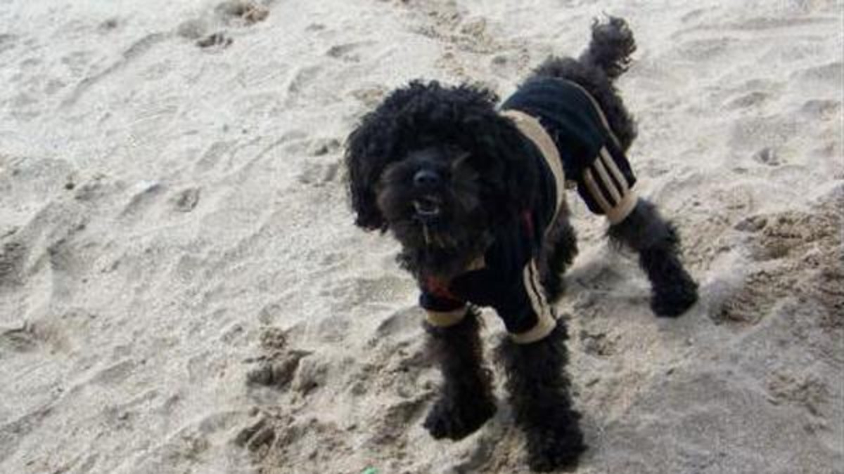 Apareció la perrita que se habían robado en Quilmes