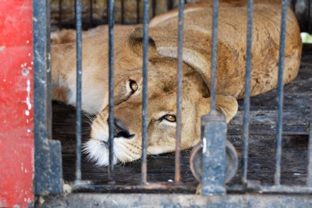 El circo Houdini encierra leones al costado de la ruta
