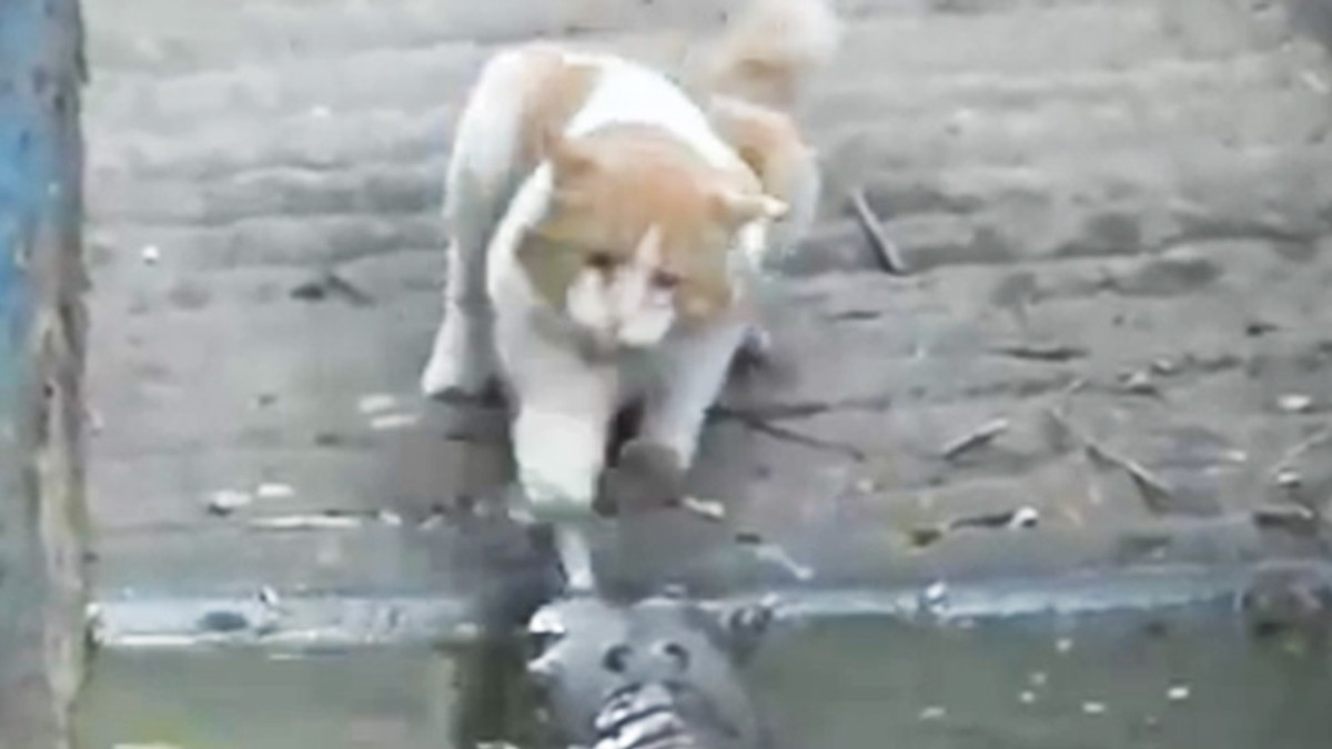 Gato corajudo se enfrenta a un cocodrilo y gana la pelea